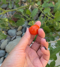 Load image into Gallery viewer, Cherry tomato seeds