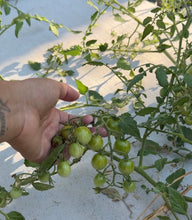 Load image into Gallery viewer, Cherry tomato seeds