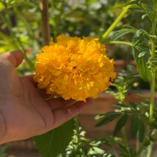 Load image into Gallery viewer, Marigold Crackerjack Mix (big) seeds