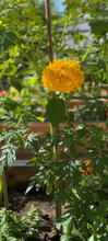 Load image into Gallery viewer, Marigold Crackerjack Mix (big) seeds