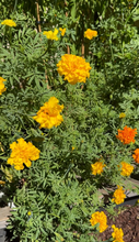 Load image into Gallery viewer, Marigold Crackerjack Mix (big) seeds