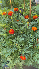 Load image into Gallery viewer, Marigold French (small) seeds