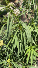 Load image into Gallery viewer, Narrowleaf Milkweed - Western US/Canada