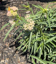 Load image into Gallery viewer, Narrowleaf Milkweed - Western US/Canada