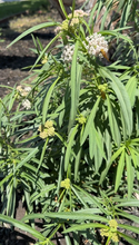 Load image into Gallery viewer, Narrowleaf Milkweed - Western US/Canada