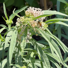 Load image into Gallery viewer, Narrowleaf Milkweed - Western US/Canada