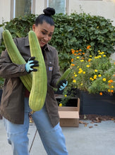 Load image into Gallery viewer, Luffa Gourd seeds