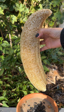 Load image into Gallery viewer, Luffa Gourd seeds