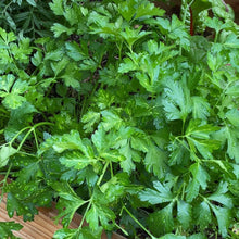 Load image into Gallery viewer, Parsley - Flat Leaf - seeds