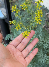 Load image into Gallery viewer, Ruda (rue) seeds