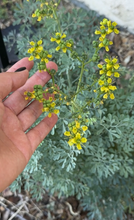 Load image into Gallery viewer, Ruda (rue) seeds