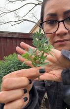 Load image into Gallery viewer, Ruda (rue) seeds