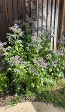 Load image into Gallery viewer, Borage seeds