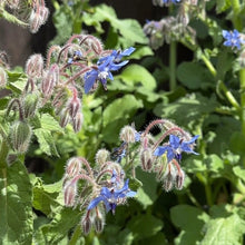 Load image into Gallery viewer, Borage seeds