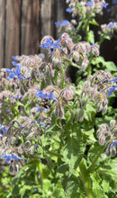 Load image into Gallery viewer, Borage seeds
