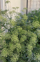 Load image into Gallery viewer, Parsley - Flat Leaf - seeds