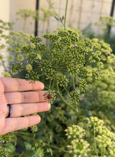 Load image into Gallery viewer, Parsley - Flat Leaf - seeds