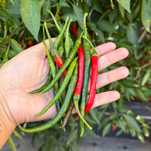 Load image into Gallery viewer, Hand holding a bunch of red and green chili peppers with plants in the background