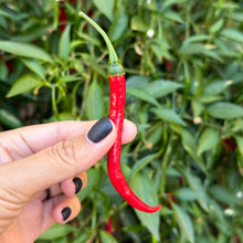 Load image into Gallery viewer, Hand holding a red chili pepper with green leaves in the background