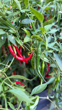 Load image into Gallery viewer, Red chili peppers growing on a plant with green leaves