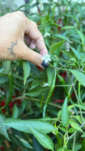Load image into Gallery viewer, Thai Chili Pepper Seeds