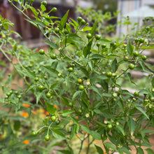 Load image into Gallery viewer, Chiltepin Chile pepper seeds