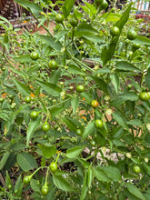 Load image into Gallery viewer, Chiltepin Chile pepper seeds