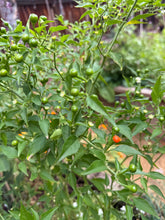 Load image into Gallery viewer, Chiltepin Chile pepper seeds