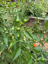 Load image into Gallery viewer, Chiltepin Chile pepper seeds