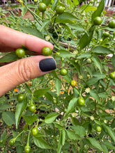 Load image into Gallery viewer, Chiltepin Chile pepper seeds